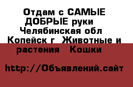 Отдам с САМЫЕ ДОБРЫЕ руки! - Челябинская обл., Копейск г. Животные и растения » Кошки   